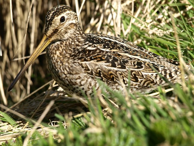 ../../Pictures/241209/095 Snipe.JPG